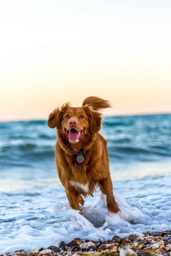 Quelle location de vacances dans le Piémont offre des excursions truffières avec un chien chercheur?